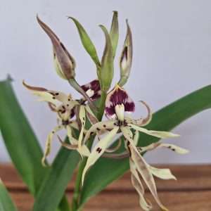 Prosthechea Cochleata - V.12