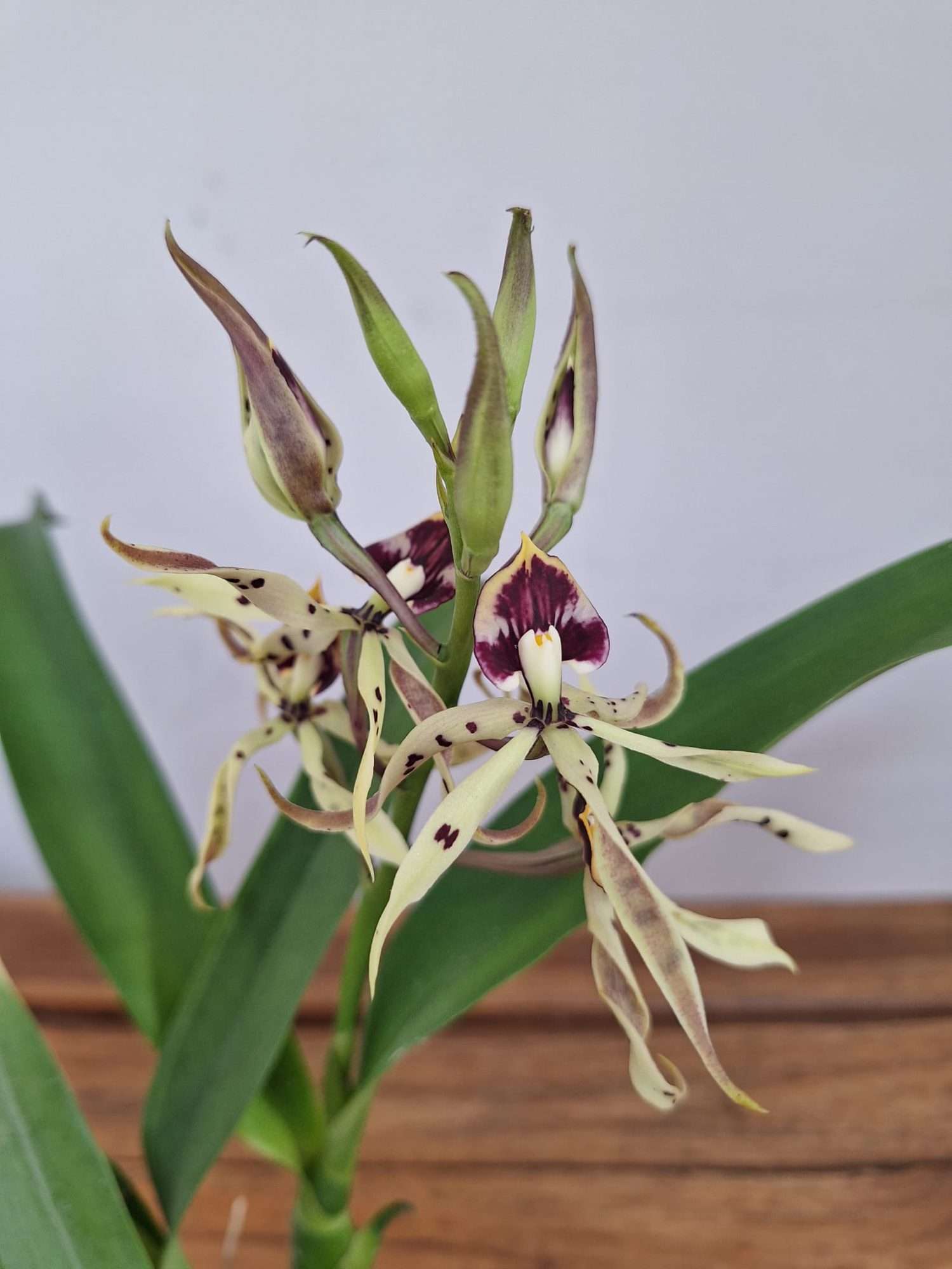Prosthechea Cochleata - V.12