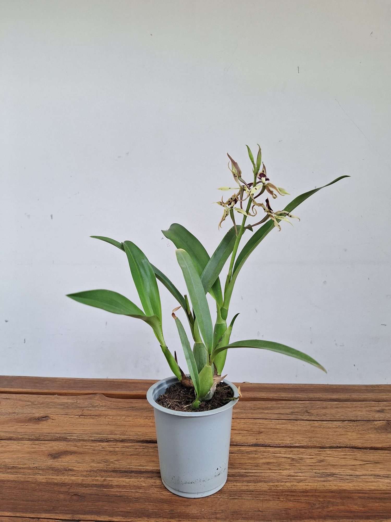 Prosthechea Cochleata - V.12 - Image 2