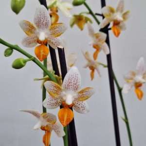 Phalaenopsis Mini Mark - V.12