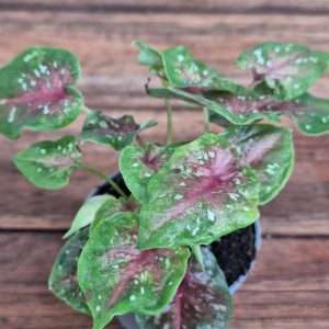 Caladium - V.6