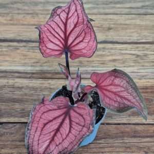 Caladium - V.6