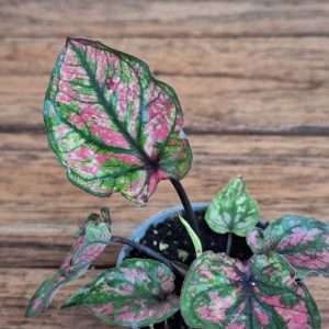 Caladium - V.6