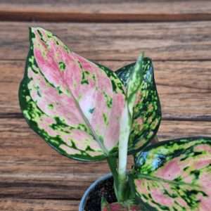 Aglaonema - V.6