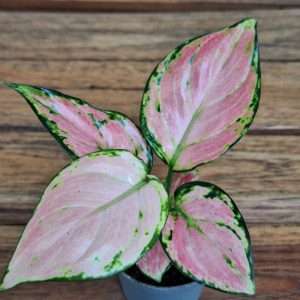 Aglaonema - V.6
