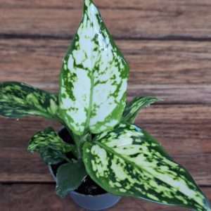 Aglaonema - V.6