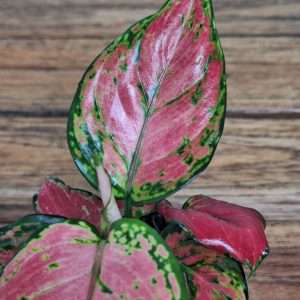 Aglaonema - V.6