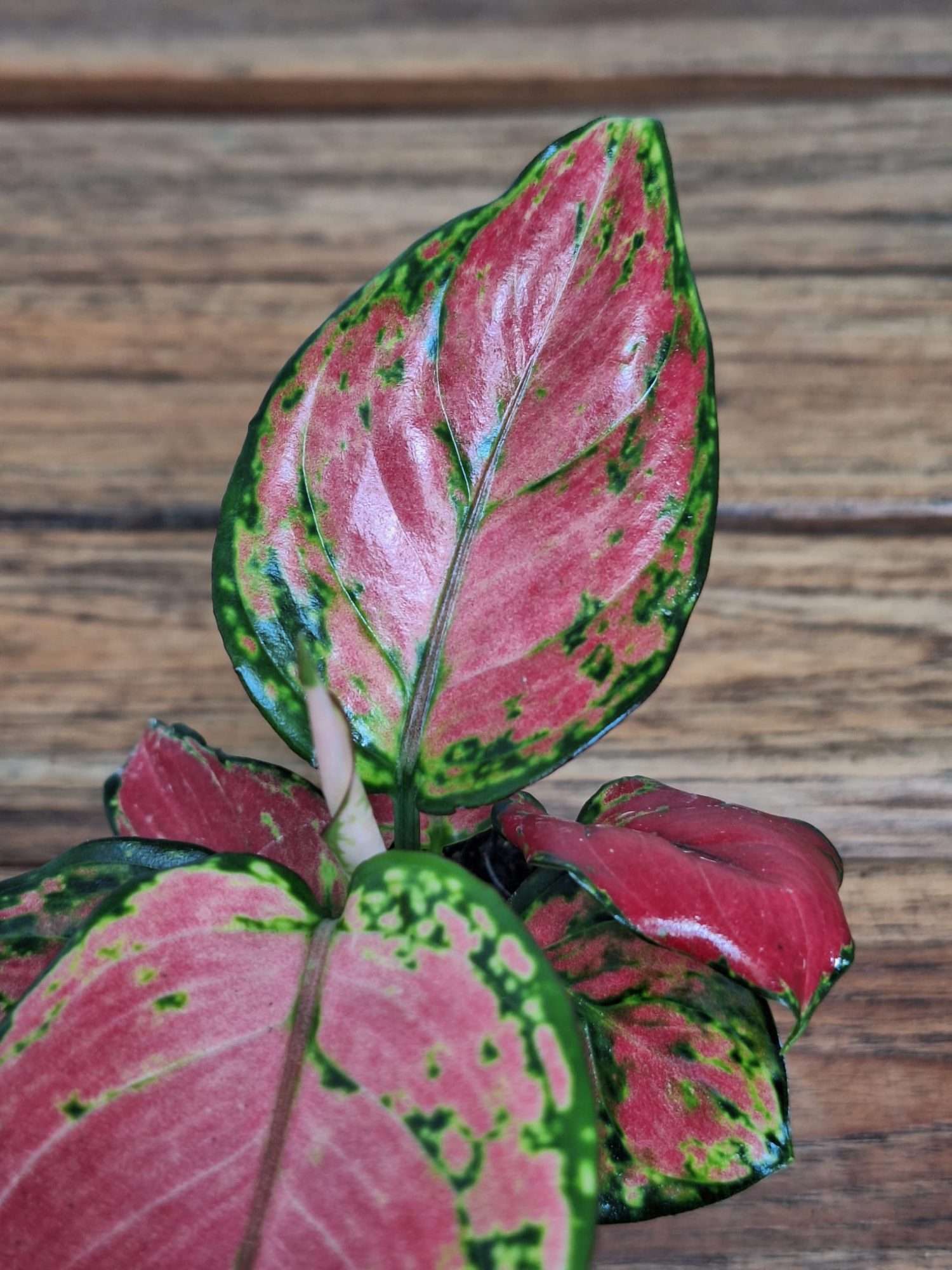 Aglaonema - V.6