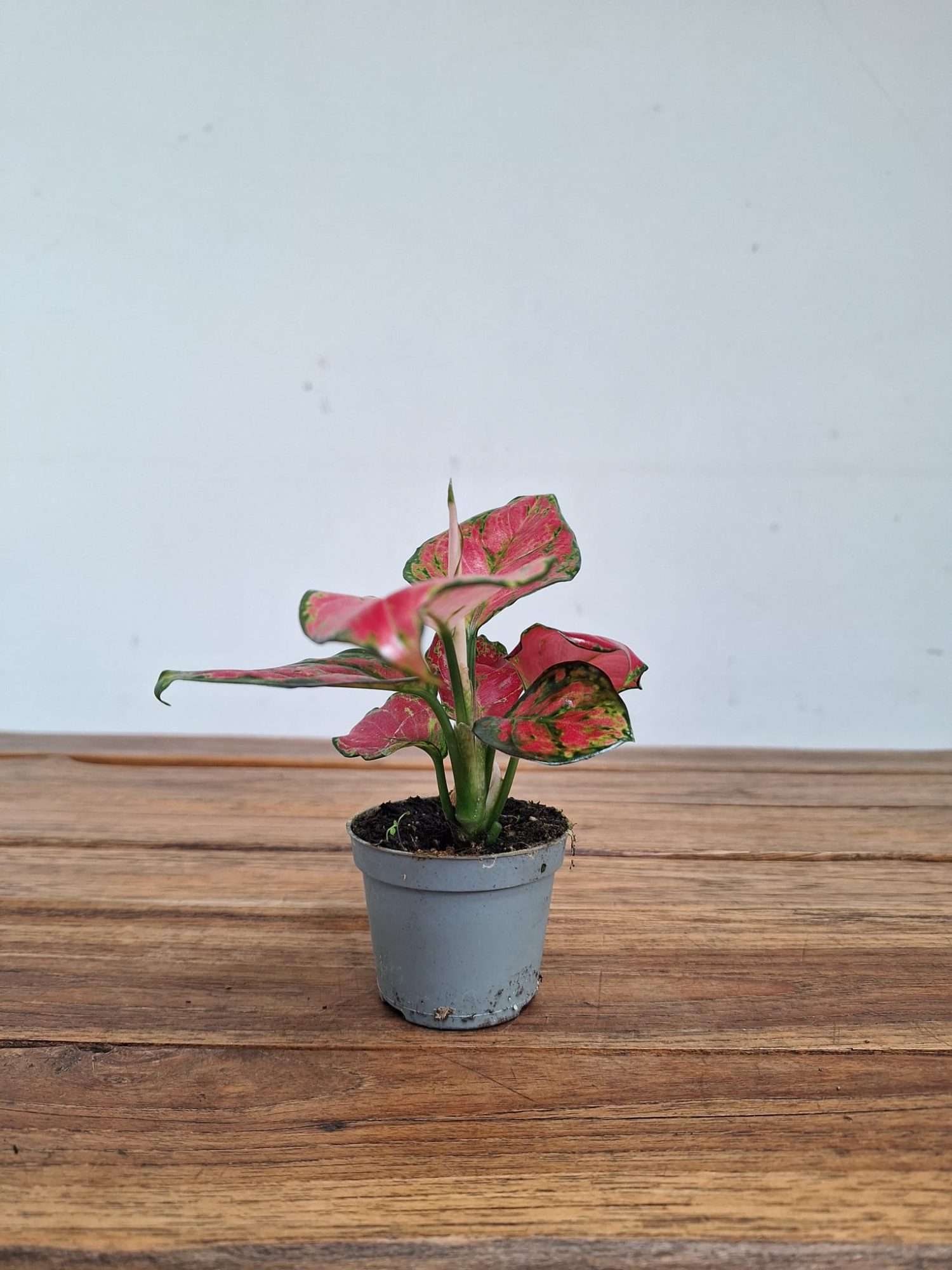 Aglaonema - V.6 - Image 2