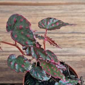 Begonia 'Wings' - V.8