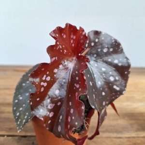 Begonia 'Wings' - V.8