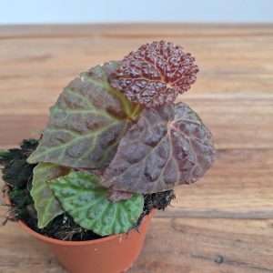 Begonia 'Wings' - V.8