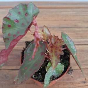 Begonia 'Wings' - V.8