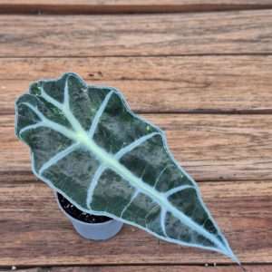 Alocasia - V.6