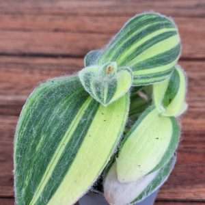 Tradescantia 'Exclusive' - V.6