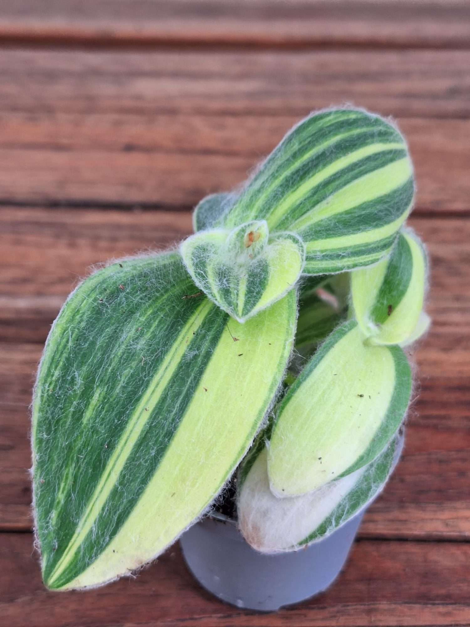 Tradescantia 'Exclusive' - V.6