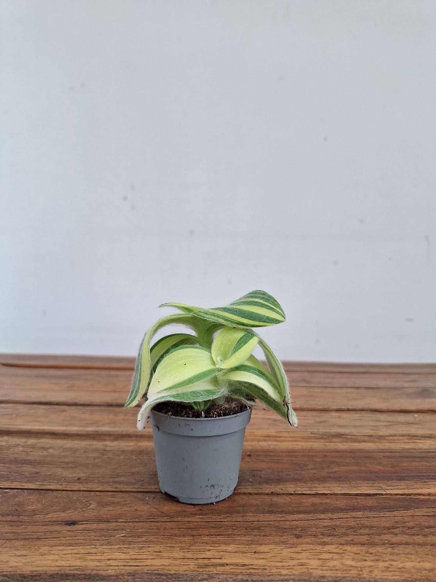 Tradescantia 'Exclusive' - V.6 - Image 2