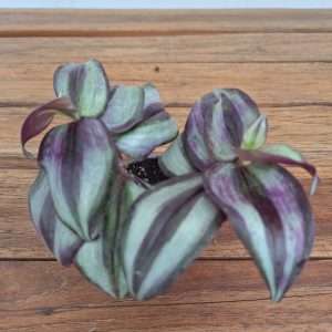Tradescantia 'Exclusive' - V.6