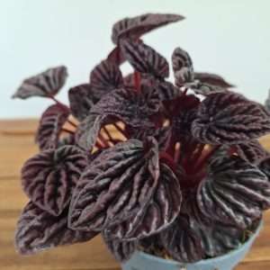 Peperomia - V.12