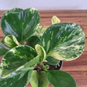 Peperomia - V.12
