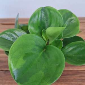 Peperomia - V.12