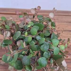 Peperomia - V.12