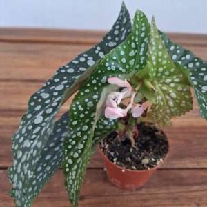 Begonia 'Wings' - V.6