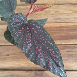 Begonia 'Wings' - V.6