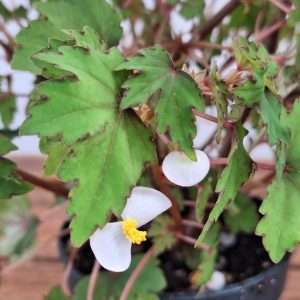 Begonia Leaf Dregei - V.12