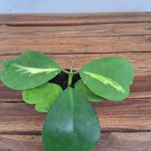 Hoya Acuta 'Inner Variegata' - V.10