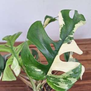 Monstera Minima Variegata - V.12