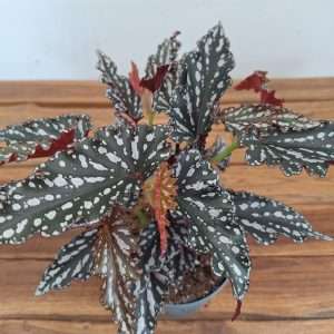 Begonia Maculata 'Ruby Compact' - V.12