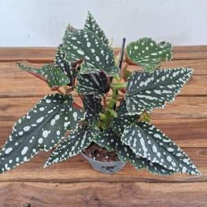Begonia Maculata 'Bubbles Compact' - V.12