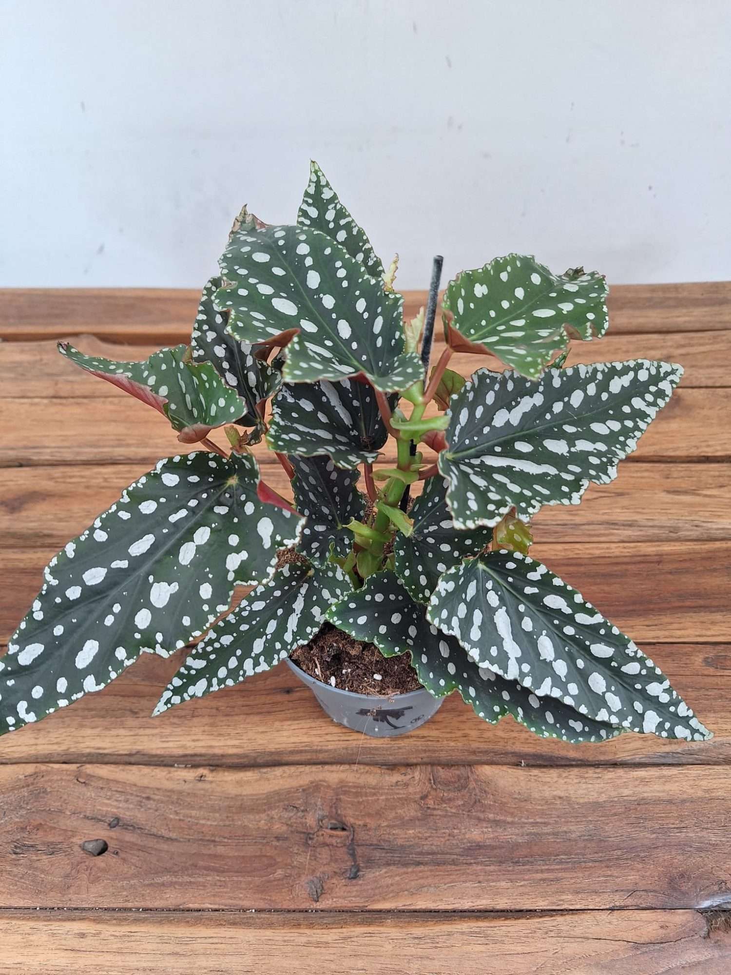 Begonia Maculata 'Bubbles Compact' - V.12