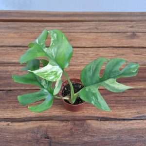 Monstera Minima Variegata - V.6