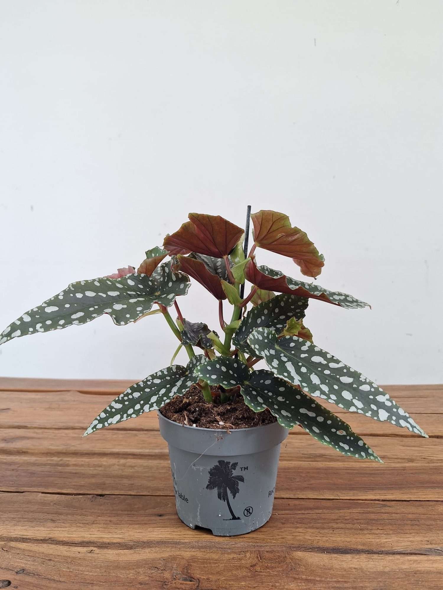Begonia Maculata 'Bubbles Compact' - V.12 - Image 2