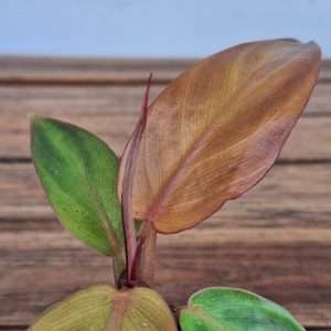 Philodendron  McColley'S Finale - V.6