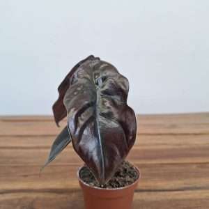 Alocasia Red Secret - V.6