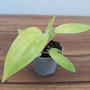 Philodendron Painted Lady - V.6