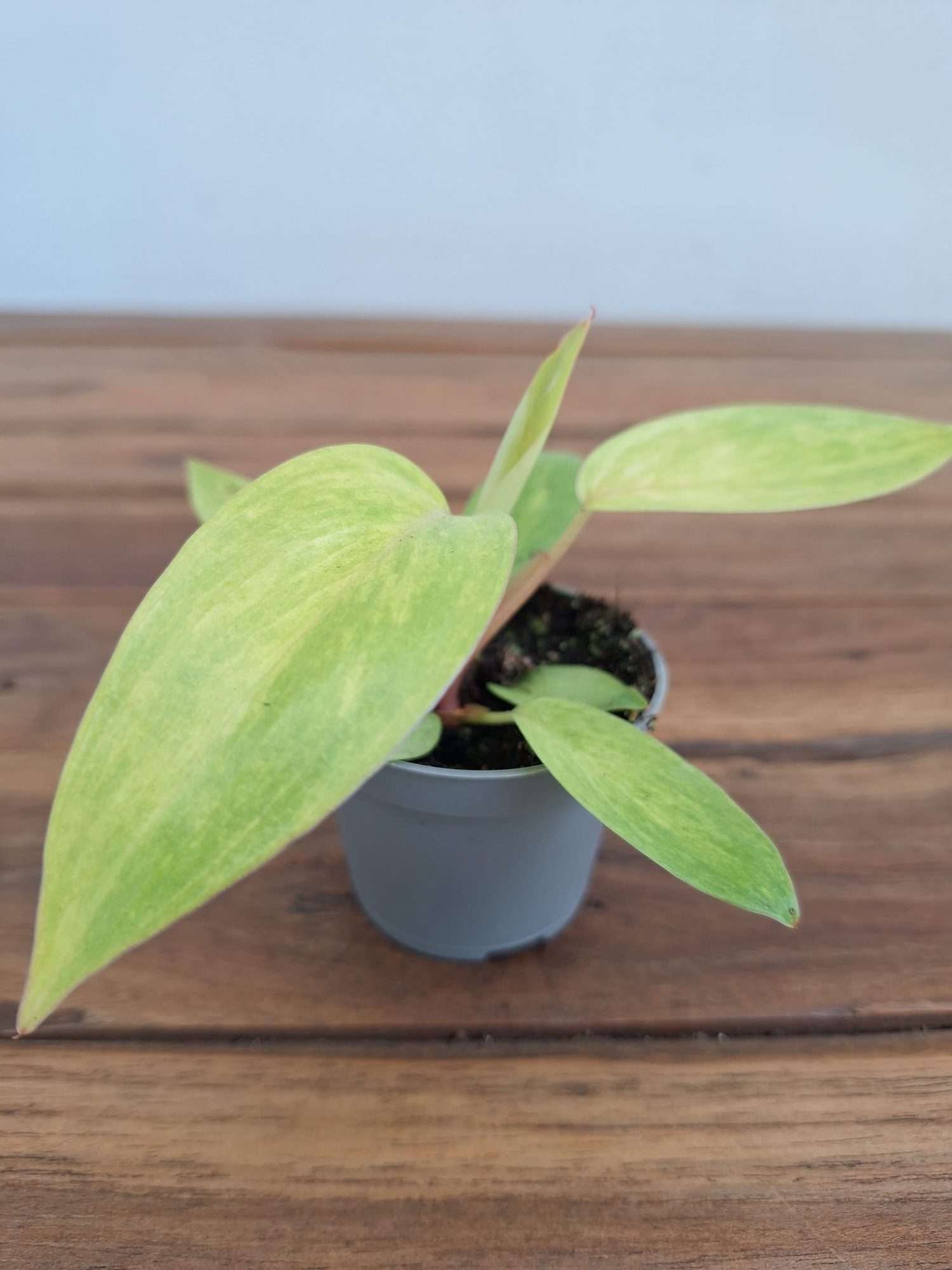 Philodendron Painted Lady - V.6