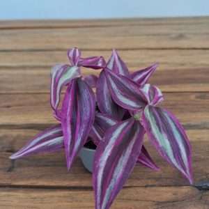 Tradescantia Zebrina Pink Paradise - V.6