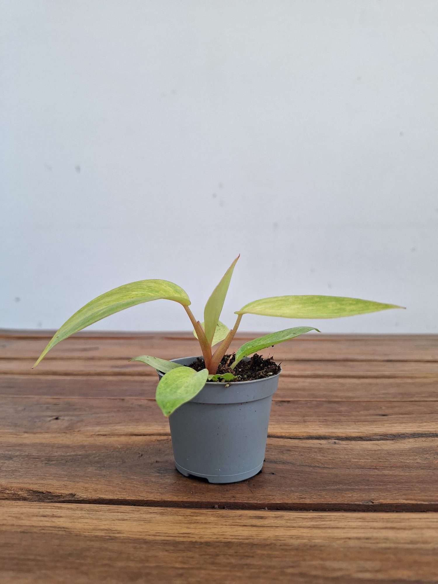 Philodendron Painted Lady - V.6 - Image 2