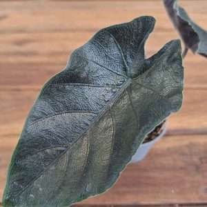 Alocasia 'Antoro Velvet' - V.6