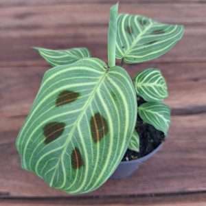 Maranta Leuconeura Golden Veins - V.6