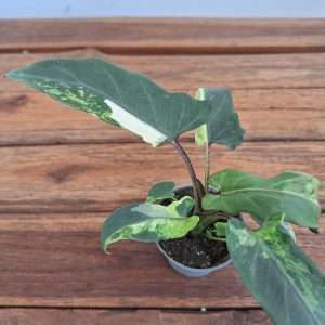 Alocasia Lauterbachiana Variegata - V.6