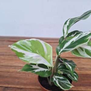 Calathea Stella - V.6