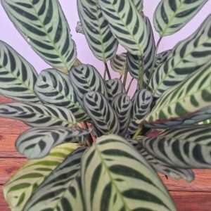 Ctenanthe Burle Marxii - V.14