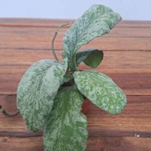Hoya Waymaniae Kapuas - V.6