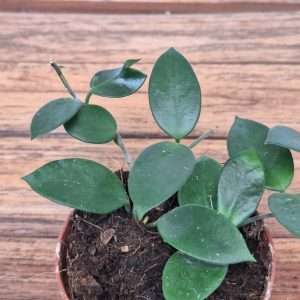 Hoya 'CV Chouke'- V.9