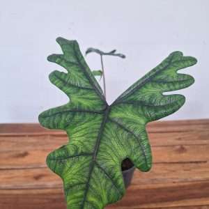 Alocasia 'Jacklyn' - V.14